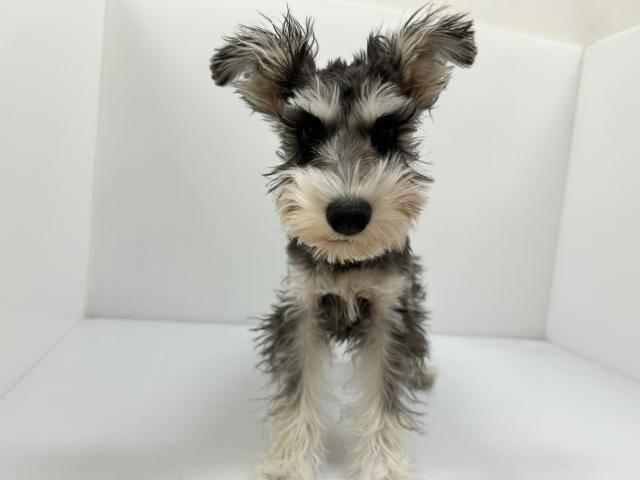 ミニチュアシュナウザー