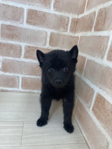 スキッパーキ（シッパーキー）