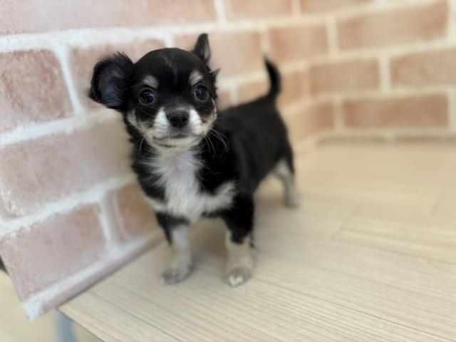 チワワ（ロングコート）