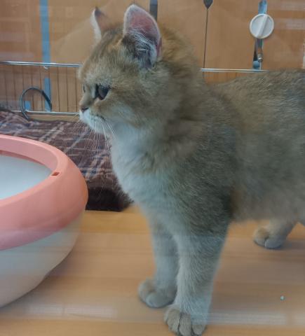 ブリティッシュショートヘア