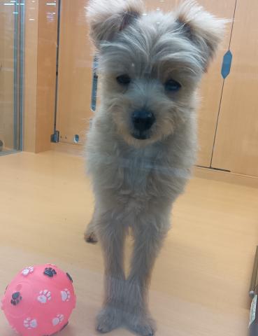 新潟県のポメプー(ポメラニアン×プードル) (ペットアミ 六日町店/2025年7月23日生まれ/男の子/アプリコット)の子犬の3枚目の画像