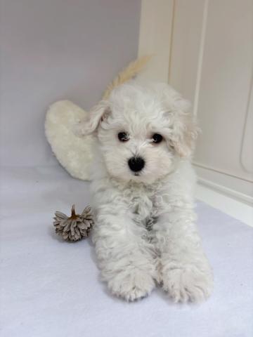 ビションフリーゼ