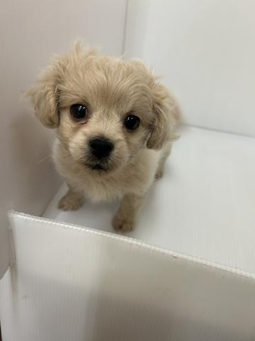 新潟県のペキプー(ペキニーズ×プードル) (ペットアミ 長岡店/2025年11月22日生まれ/男の子/その他色)の子犬の2枚目の画像