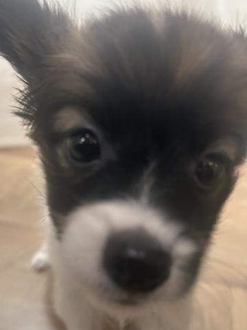 和歌山県のパピヨン (ペットアミ 和歌山インター店/2025年11月7日生まれ/女の子/ホワイトブラウン)の子犬の3枚目の画像