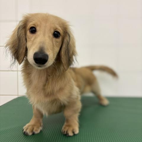 ミニチュアダックスフンド