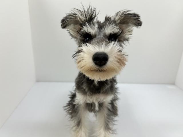 ミニチュアシュナウザー