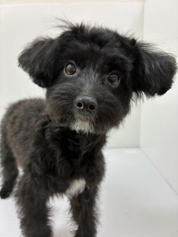 千葉県のハーフ犬・ミックス犬 (ペットアミ 館山店/2025年6月28日生まれ/男の子/ブラック)の子犬の2枚目の画像