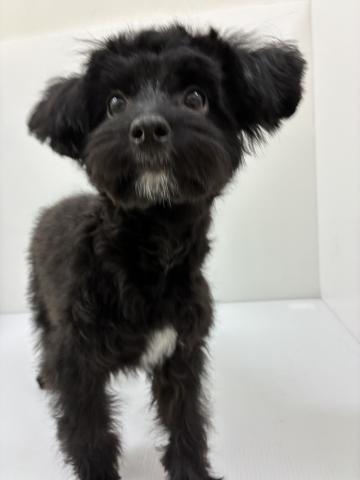 千葉県のハーフ犬・ミックス犬 (ペットアミ 館山店/2025年6月28日生まれ/男の子/ブラック)の子犬の3枚目の画像