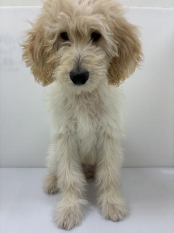 千葉県のハーフ犬・ミックス犬 (ペットアミ 館山店/2025年9月21日生まれ/男の子/クリーム)の子犬の3枚目の画像