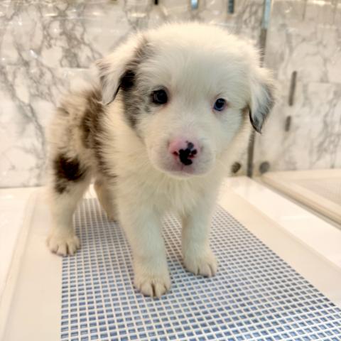 埼玉県のボーダーコリー (NICO PET 三郷店/2025年11月22日生まれ/男の子/ブルーマール)の子犬の2枚目の画像