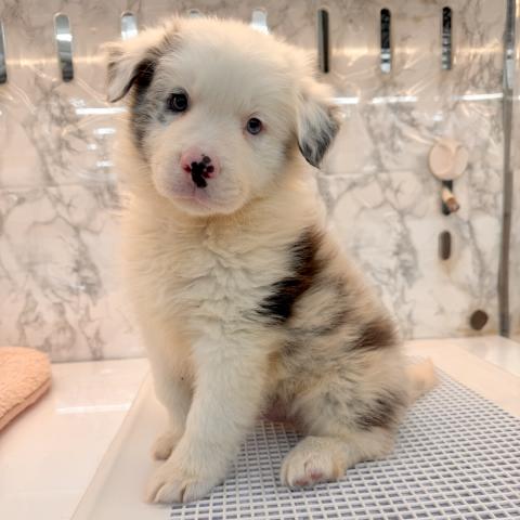 埼玉県のボーダーコリー (NICO PET 三郷店/2025年11月22日生まれ/男の子/ブルーマール)の子犬の3枚目の画像