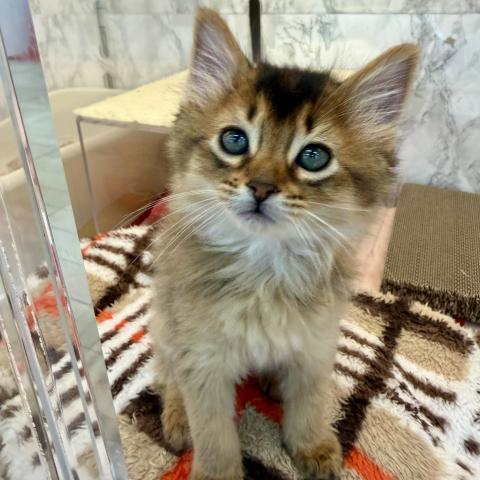 埼玉県のソマリ (NICO PET 三郷店/2025年11月14日生まれ/女の子/ルディ)の子猫の1枚目の画像