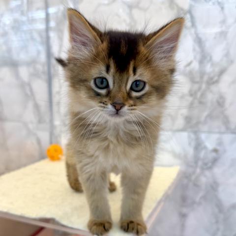 埼玉県のソマリ (NICO PET 三郷店/2025年11月14日生まれ/女の子/ルディ)の子猫の2枚目の画像