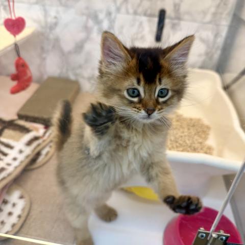 埼玉県のソマリ (NICO PET 三郷店/2025年11月14日生まれ/女の子/ルディ)の子猫の3枚目の画像