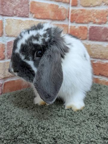 ホーランドロップ