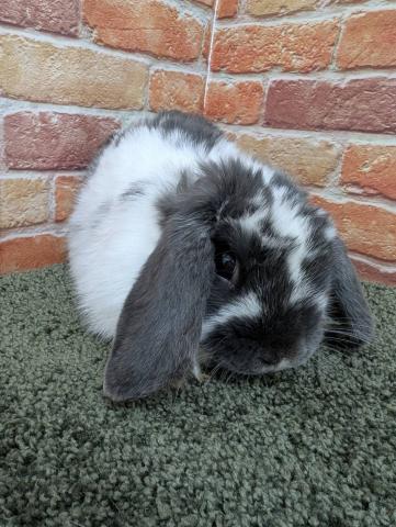 ホーランドロップ