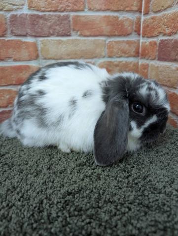 ホーランドロップ