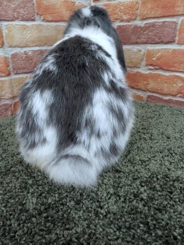 ホーランドロップ