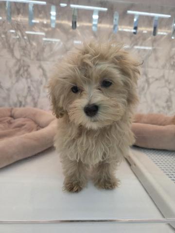 埼玉県のマルプー(マルチーズ×プードル) (NICO PET 三郷店/2025年9月27日生まれ/男の子/アプリコット)の子犬の2枚目の画像