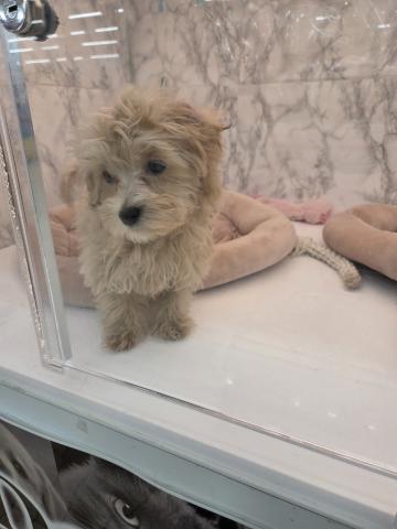 埼玉県のマルプー(マルチーズ×プードル) (NICO PET 三郷店/2025年9月27日生まれ/男の子/アプリコット)の子犬の3枚目の画像