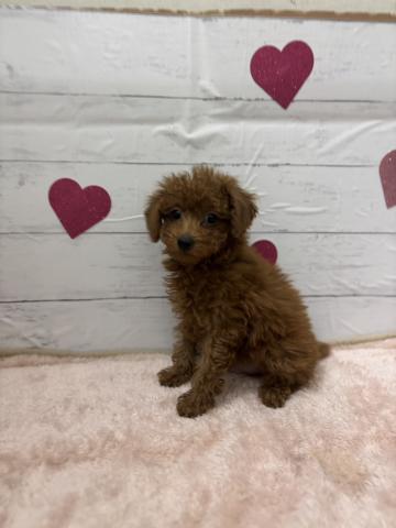 群馬県のトイプードル(トイ) (ペットアミ 前橋店/2025年11月6日生まれ/男の子/レッド)の子犬の2枚目の画像