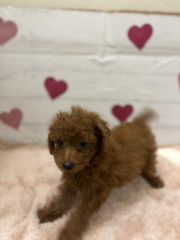 群馬県のトイプードル(トイ) (ペットアミ 前橋店/2025年11月6日生まれ/男の子/レッド)の子犬の3枚目の画像