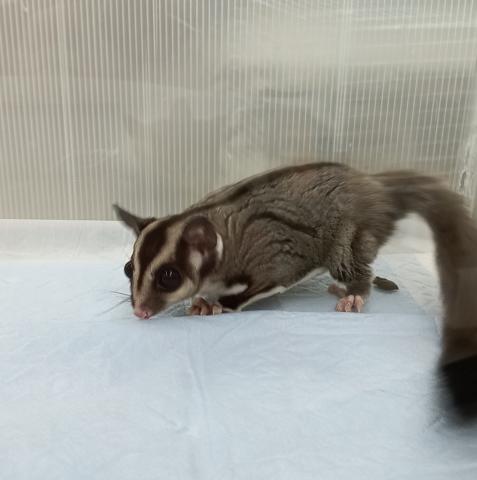 フクロモモンガ