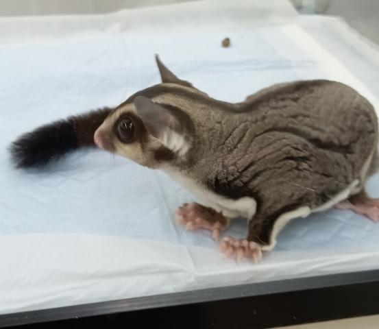 フクロモモンガ