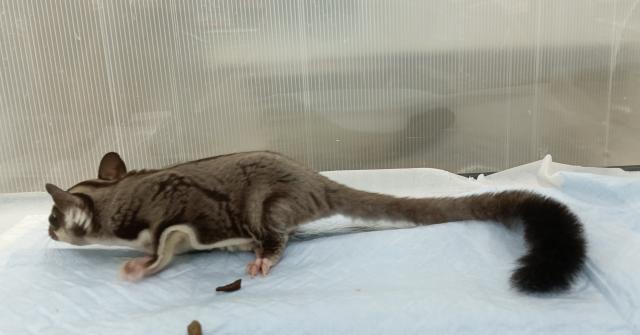 フクロモモンガ