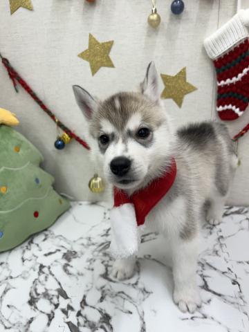 シベリアンハスキー