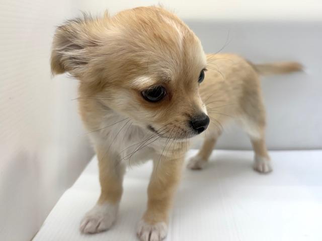 チワワ（ロングコート）