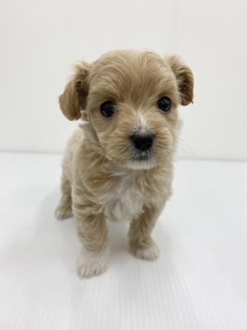 MIXトイプードル×チワワ