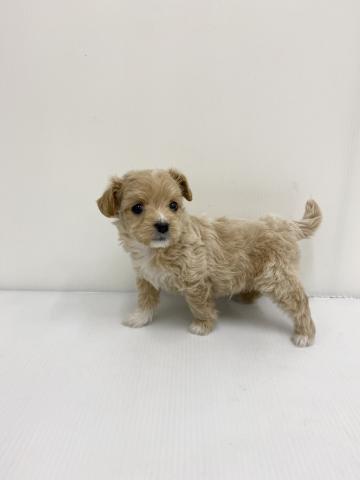 和歌山県のチワプー/プーチー(チワワ×プードル) (ペットアミ 紀ノ川店/2025年11月13日生まれ/男の子/アプリコット)の子犬の2枚目の画像