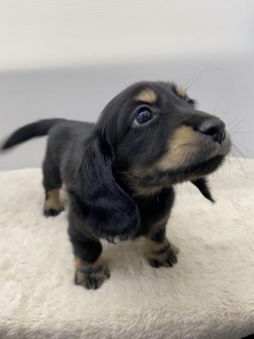 ミニチュアダックスフンド