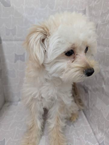 富山県のハーフ犬・ミックス犬 (ペットアミ宮野店/2025年5月23日生まれ/男の子/クリーム)の子犬の2枚目の画像