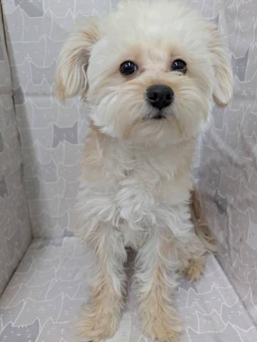 富山県のハーフ犬・ミックス犬 (ペットアミ宮野店/2025年5月23日生まれ/男の子/クリーム)の子犬の3枚目の画像