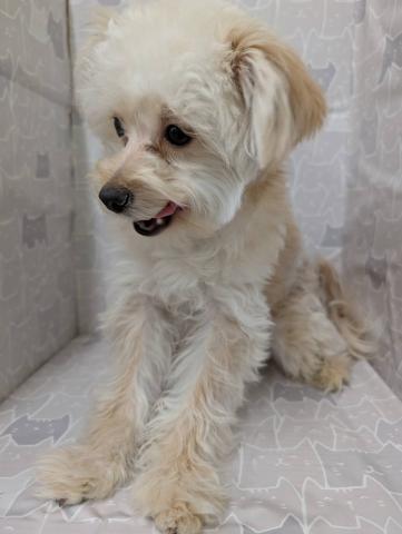 富山県のハーフ犬・ミックス犬 (ペットアミ宮野店/2025年5月23日生まれ/男の子/クリーム)の子犬の4枚目の画像