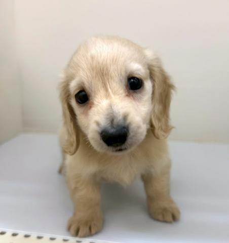 ミニチュアダックスフンド