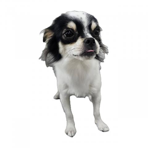 チワワ（ロングコート）