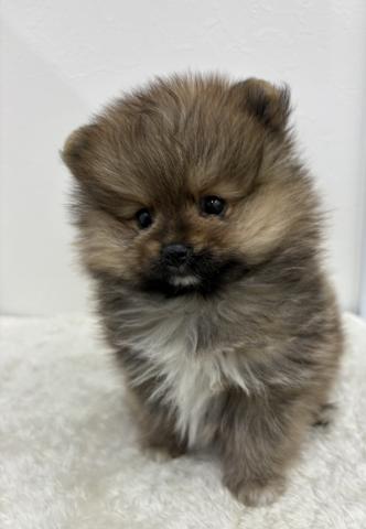 和歌山県のポメラニアン (ペットアミ 那賀店/2025年11月29日生まれ/男の子/パーティーカラー)の子犬の2枚目の画像