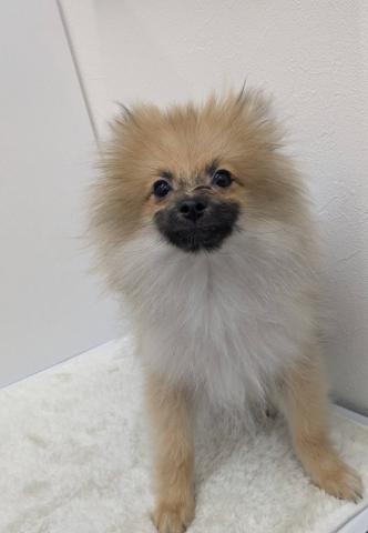 ポメラニアン