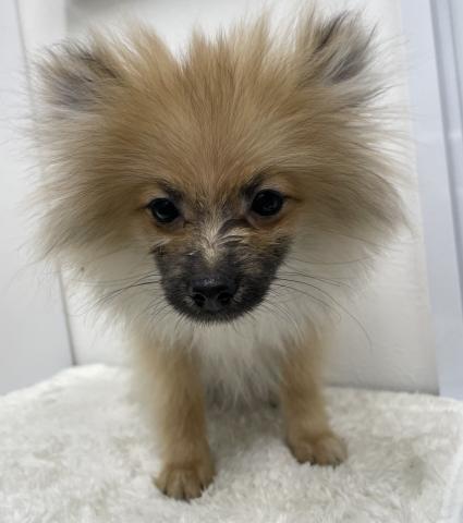 ポメラニアン