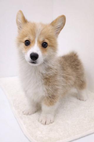 ウェルシュコーギーペンブローク