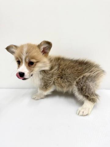 ウェルシュコーギーペンブローク