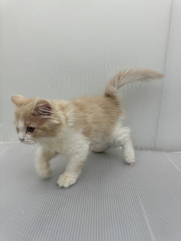 和歌山県のラガマフィン (ペットアミ 紀ノ川店/2026年2月5日生まれ/男の子/クリームタビーホワイト)の子猫の2枚目の画像