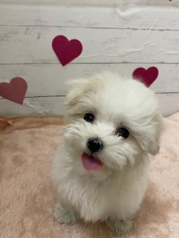 マルチーズ子犬