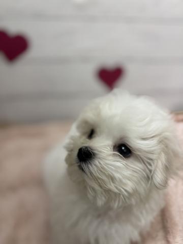 マルチーズ子犬