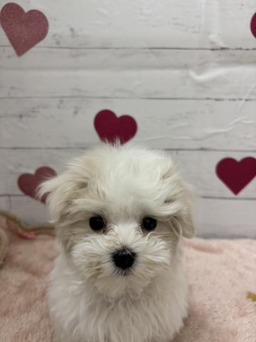 マルチーズ子犬