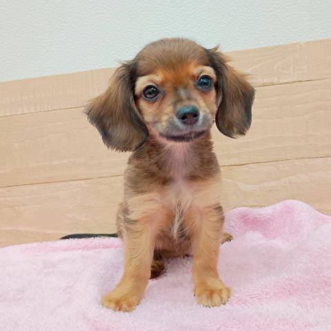 福島県のチワックス(チワワ×ダックス) (ペットアミ 安達店/2025年11月13日生まれ/男の子/シェーデットレッド)の子犬の1枚目の画像