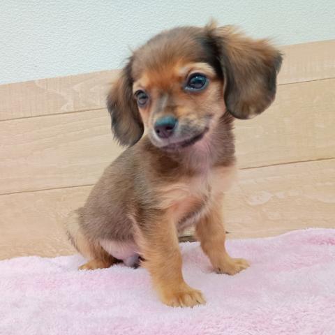 福島県のチワックス(チワワ×ダックス) (ペットアミ 安達店/2025年11月13日生まれ/男の子/シェーデットレッド)の子犬の3枚目の画像